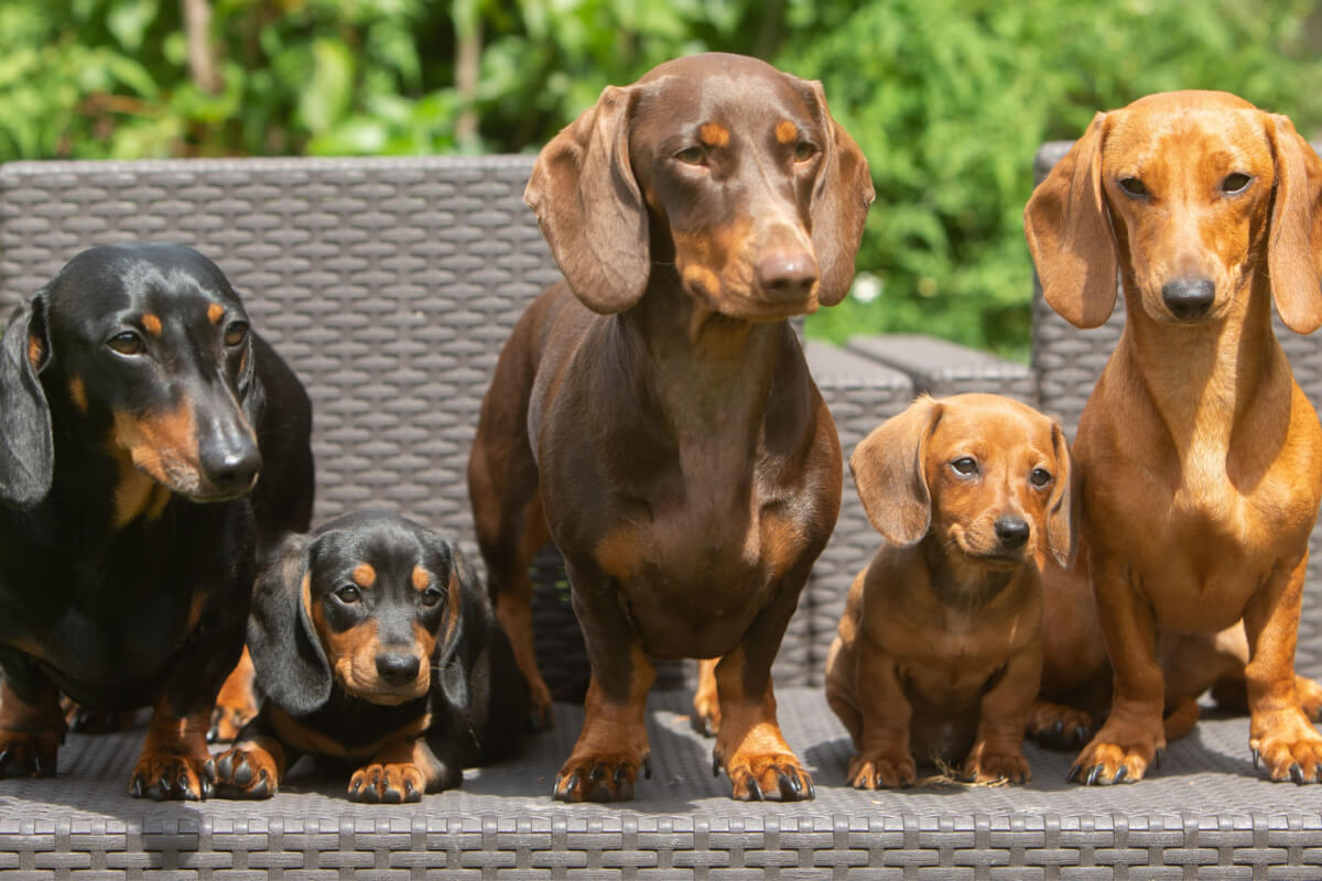 Dachshund é a raça do cachorro conhecido como salsicha 