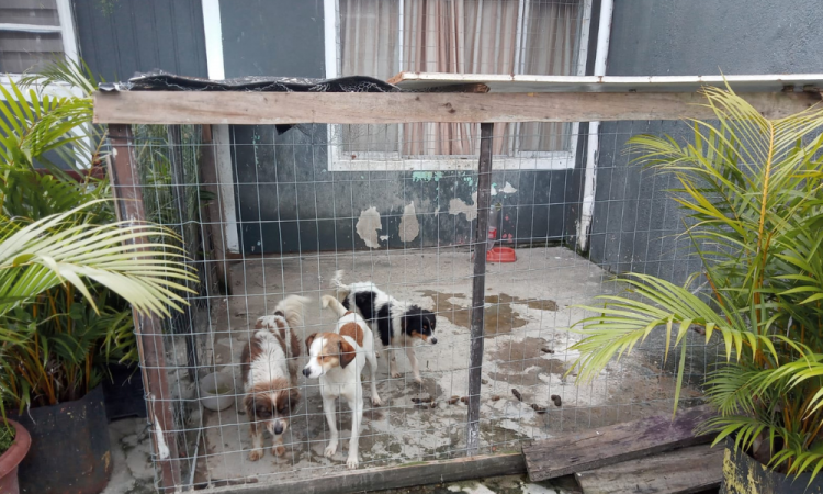 Cães encontrados em situação de maus-tratos, em Santa Catarina
