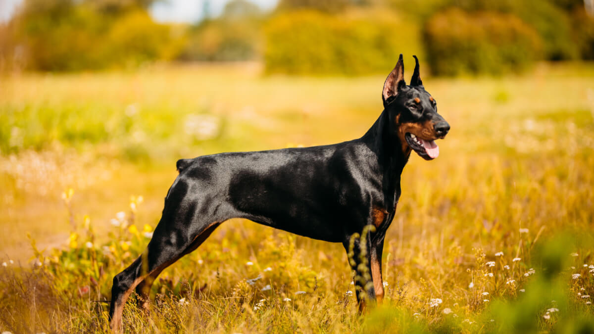 O dobermann é um cachorro protetor e leal 