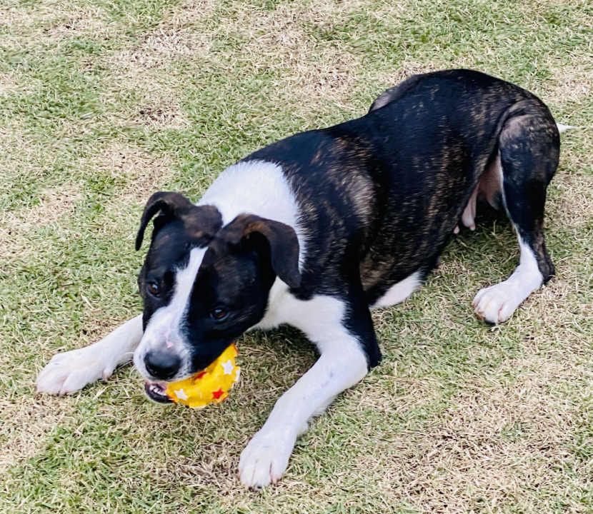 Cachorro brinca com bola