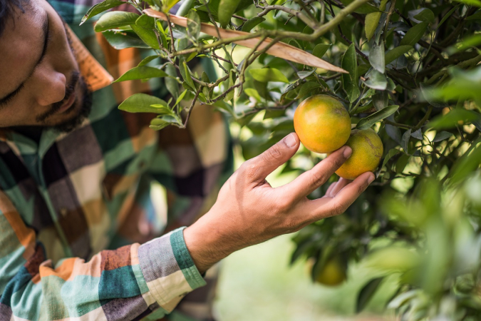 Laranja