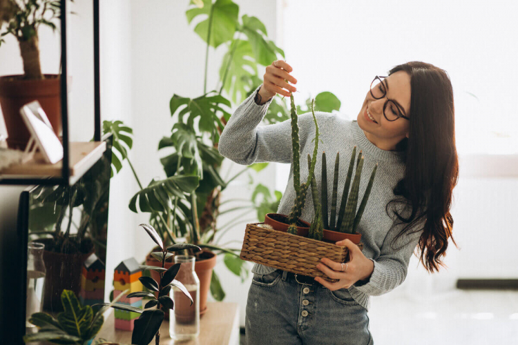 Veja como usar a radiestesia para cuidar das plantas