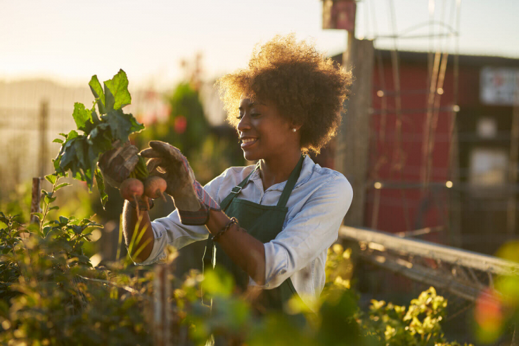 10 espécies de hortaliças para plantar em novembro