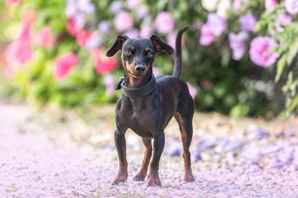 O pinscher é um cão leal, teimoso e enérgico 