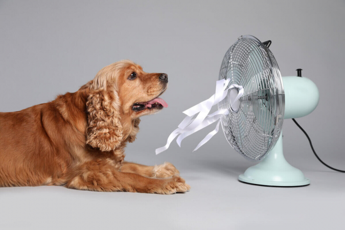 3 dicas para proteger o seu pet nos dias de calor