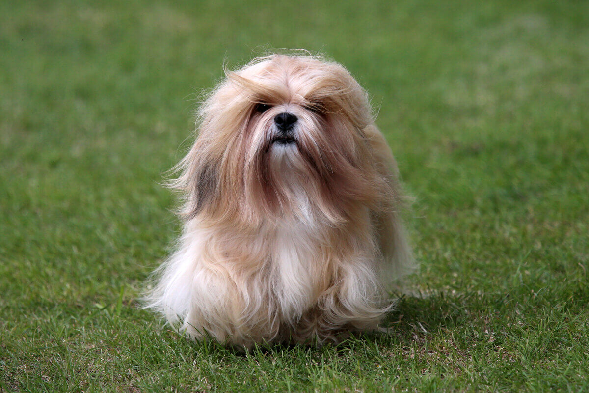 Apesar de seu pequeno porte, o lhasa apso é corajoso e protetor 