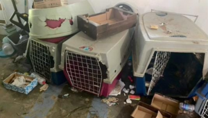 Cães foram encontrados em local precário em imóvel na cidade de Campinas