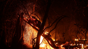 Pantanal mato-grossense sofre com aumento de queimadas