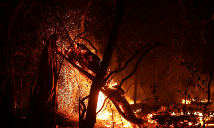 Pantanal mato-grossense sofre com aumento de queimadas