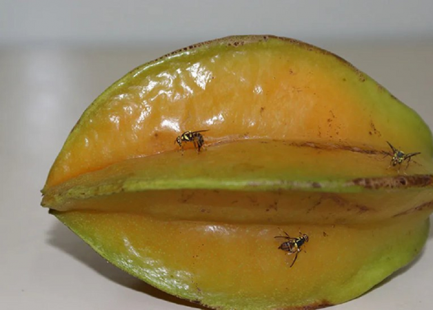 Mosca da Carambola