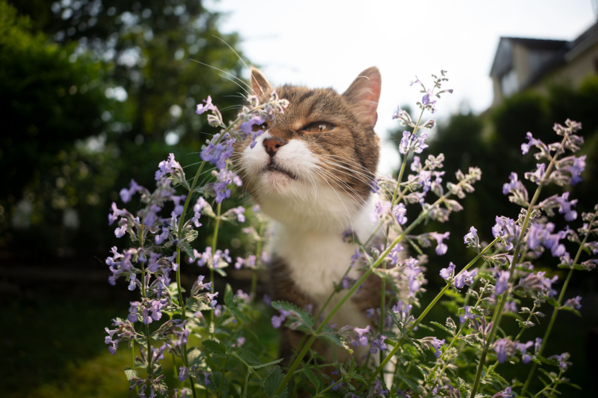 Ao cheirar o catnip, alguns felinos podem exibir comportamentos curiosos, como esfregar-se, rolar e até mesmo morder ou lamber a planta 