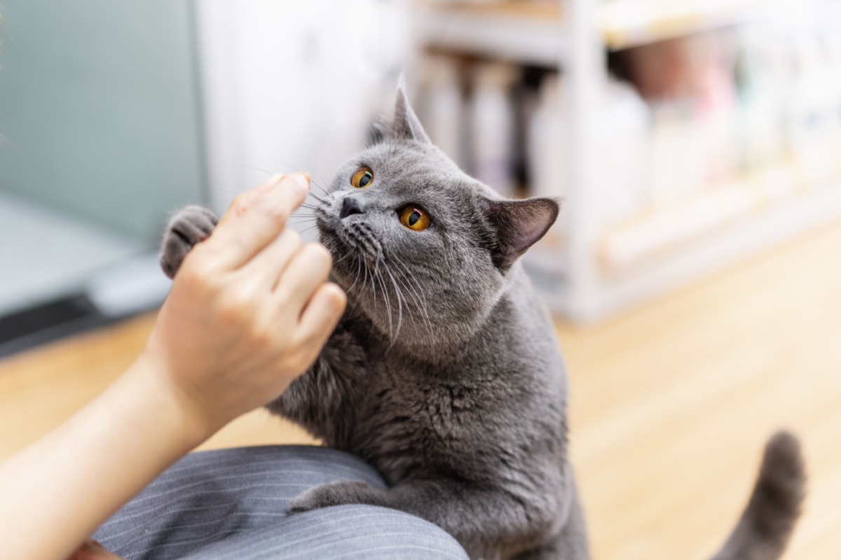 Alguns aromas específicos podem causar desconforto e até mesmo prejudicar a saúde dos gatos 