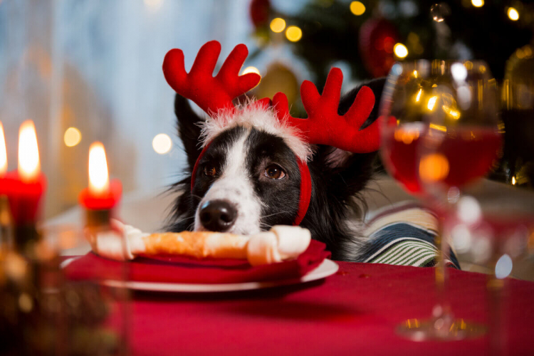 10 comidas de Natal e Ano-Novo tóxicas para cachorros