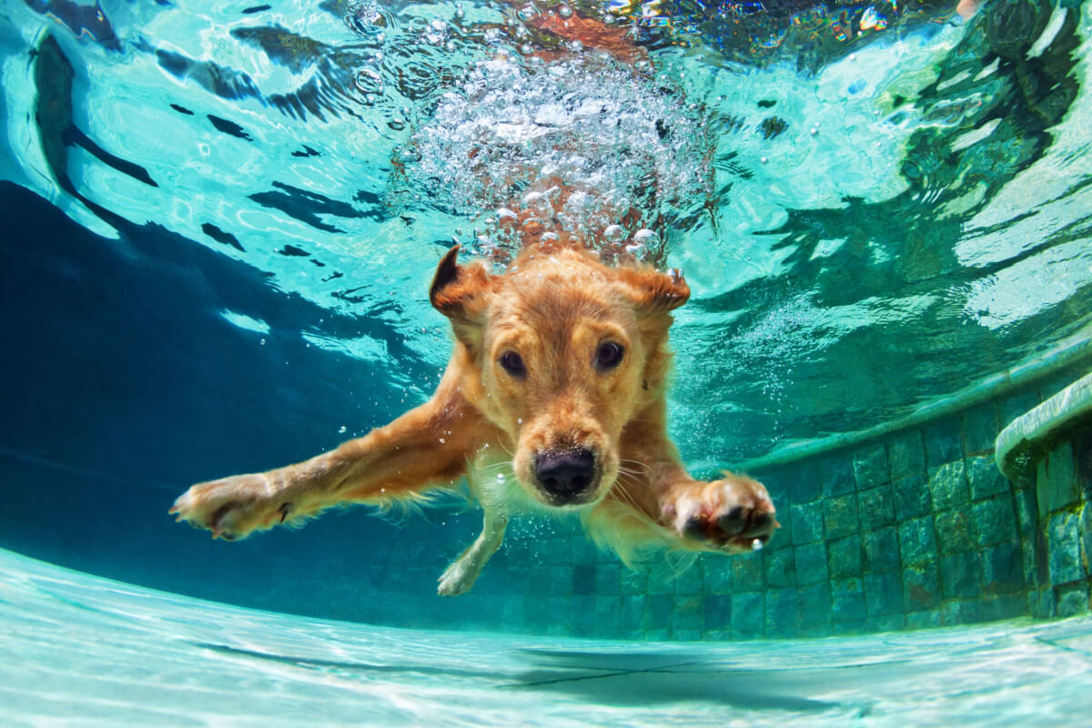 10 cuidados importantes com o cachorro na piscina 