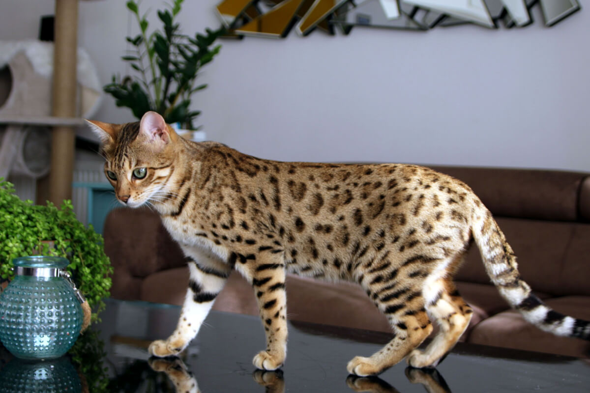 O gato bengal se parece com um leopardo 