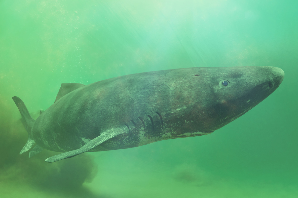 Os tubarões-da-groenlândia são predadores de topo da cadeia alimentar, contribuindo para o equilíbrio dos ecossistemas em que vivem 