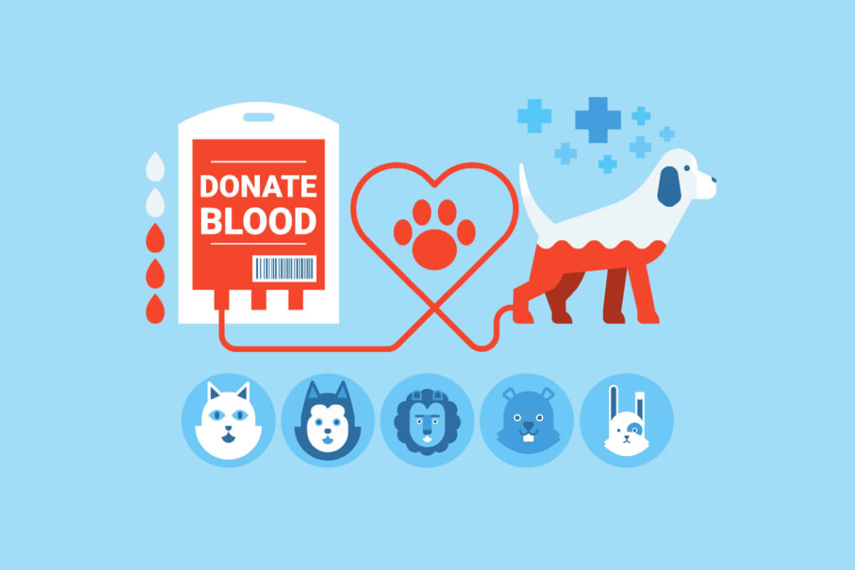A doação sanguínea é um procedimento simples e que pode salvar a vida do pet em caso de doenças, acidentes ou cirurgias 