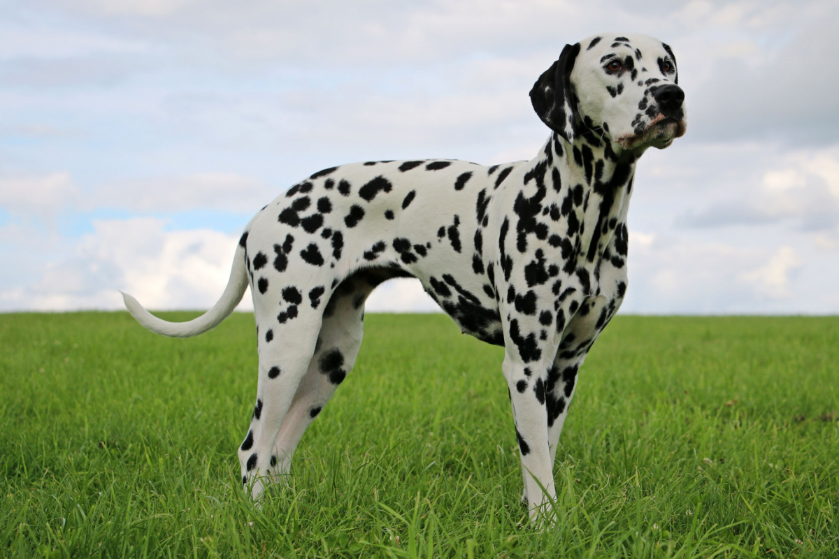 Curso de espanhol - De Mala e Dog