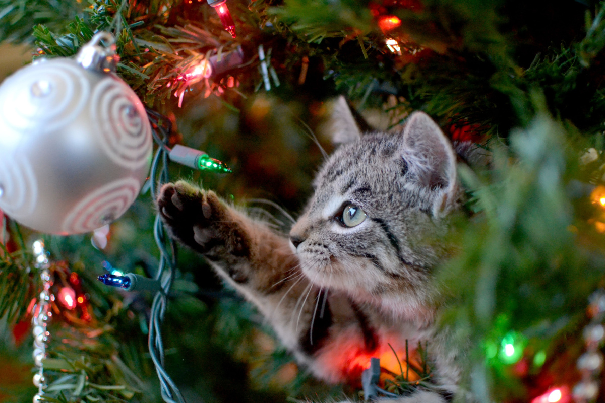 Os gatos costumam gostar de brincar com os enfeites da árvore de Natal 