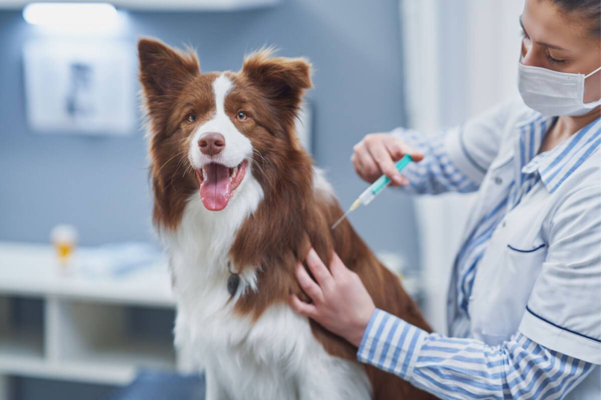 As vacinas protegem contra doenças virais e bacterianas que podem ser graves ou, até mesmo, fatais para cães e gatos 