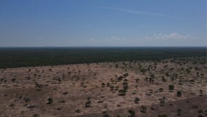 Ibama encerra operação de combate ao desmatamento no Pantanal