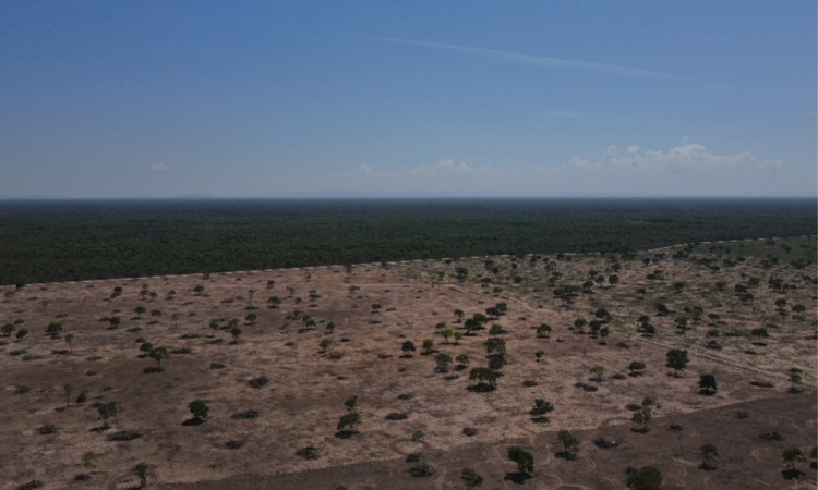 Ibama encerra operação de combate ao desmatamento no Pantanal