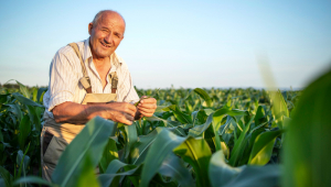 Agrônomo idoso trabalha no campo de milho, verificando as colheitas