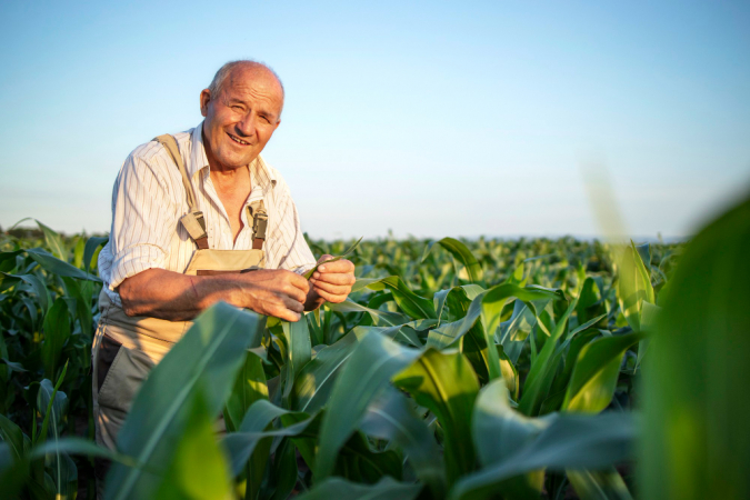 Agrônomo idoso trabalha no campo de milho, verificando as colheitas