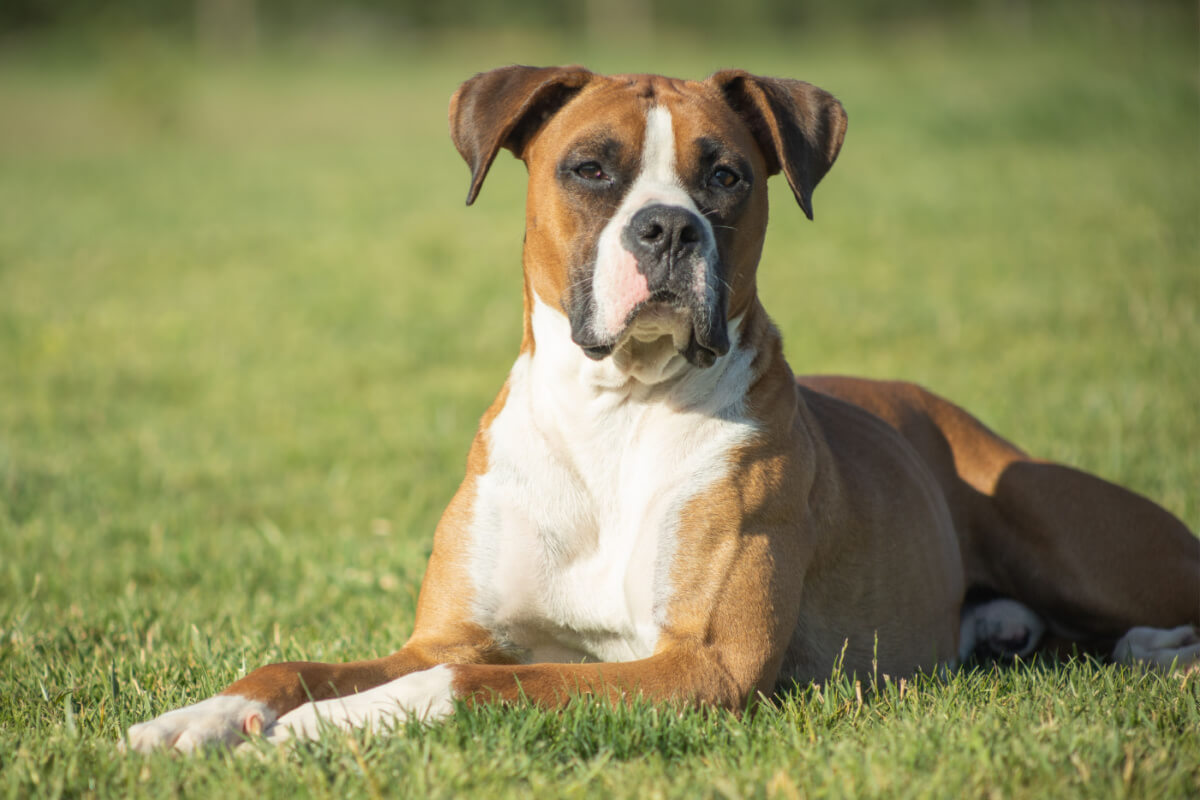 Apesar da aparência, o boxer é um cachorro afetuoso e corajoso 