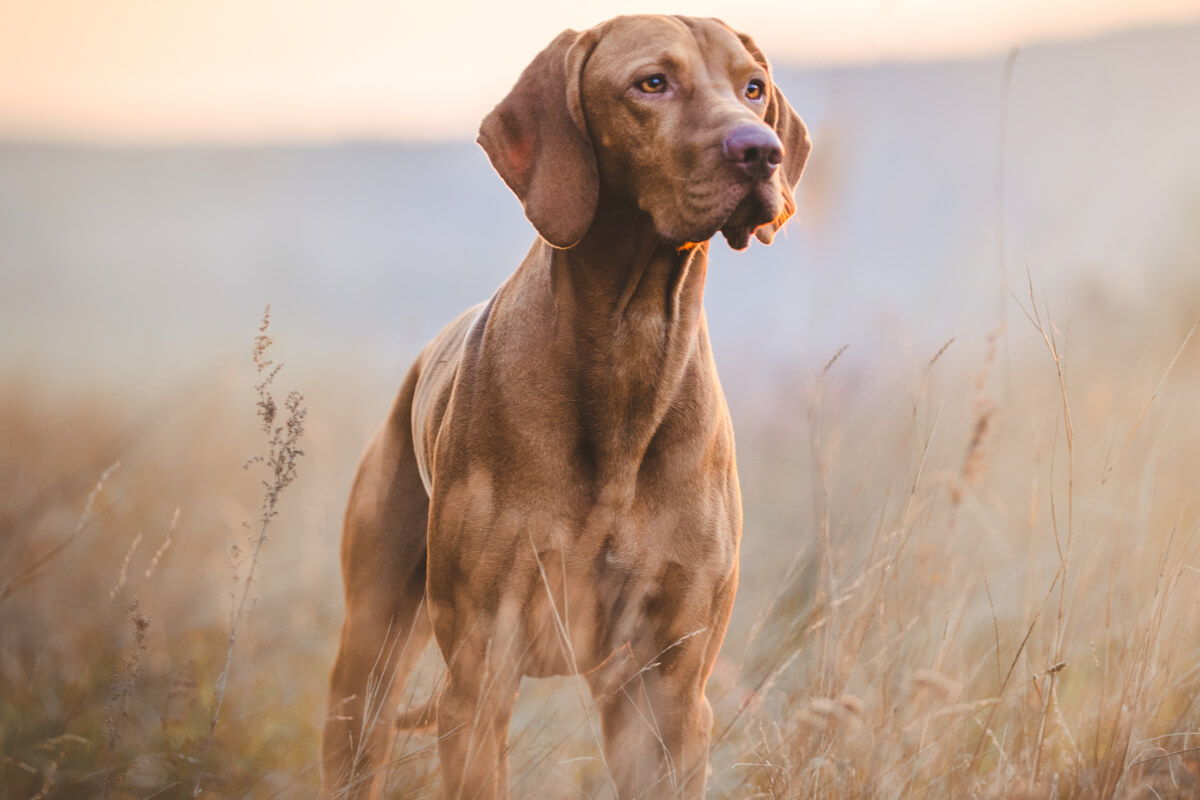 Processo de envelhecimento traz mudanças para o organismo dos pets<br />
