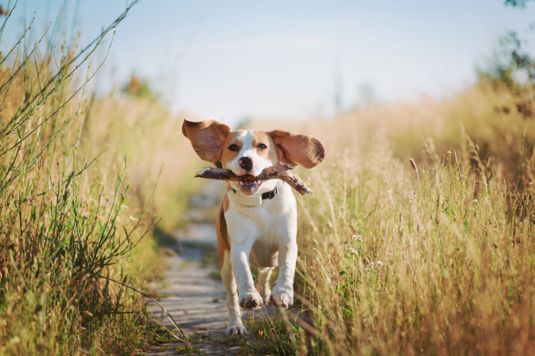 6 curiosidades sobre as orelhas dos cachorros 