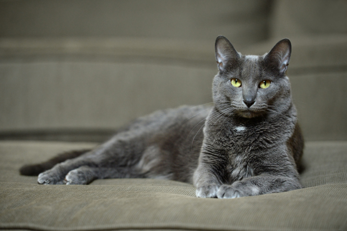 O Korat é um tipo de gato reconhecido por sua beleza e temperamento gentil 