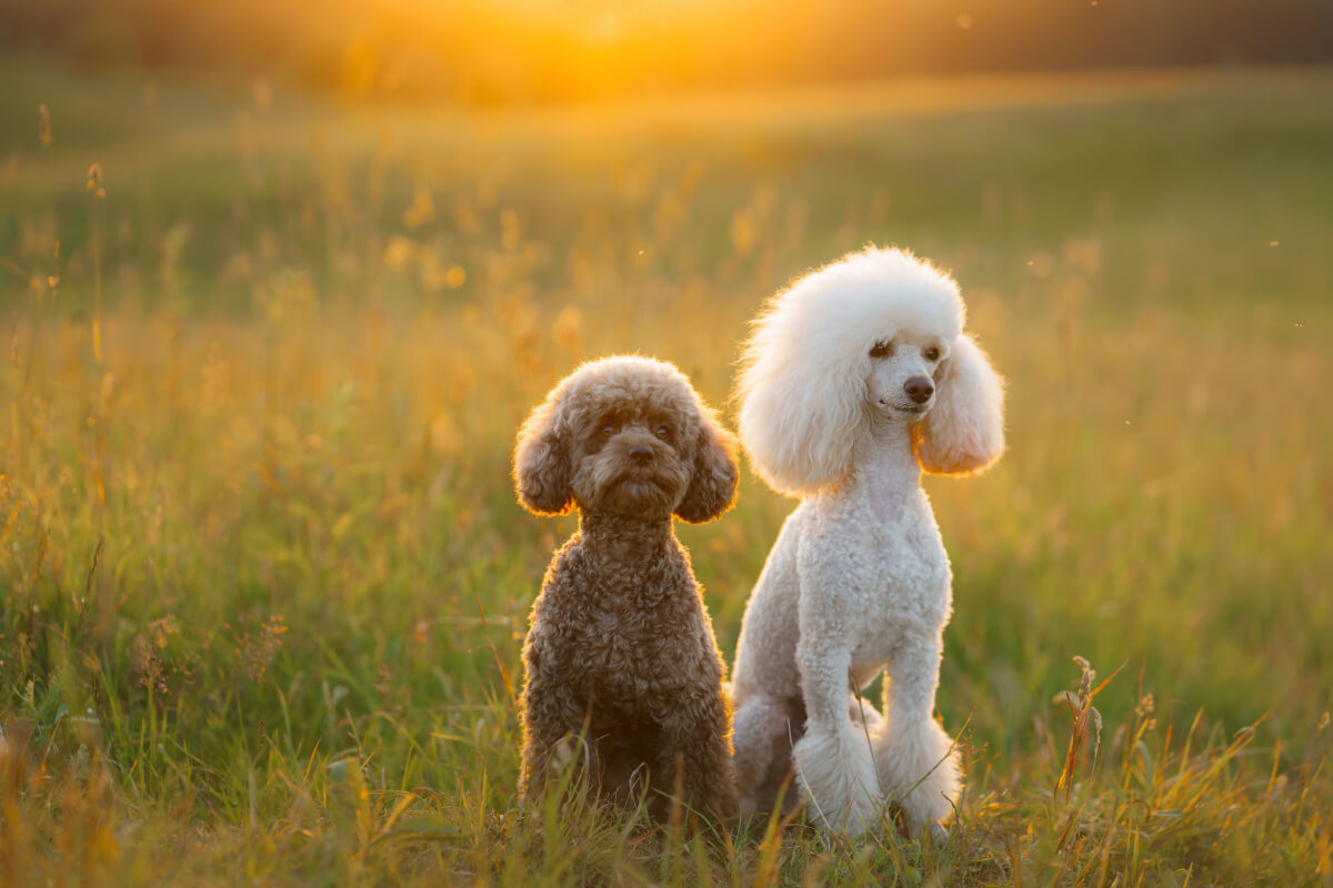 Os poodles são frequentemente confundidos com os cachorros da raça bichon frisé 