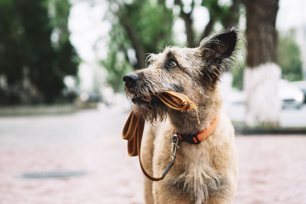 Ao achar um cachorro perdido, tente ajudar a encontrar o tutor 