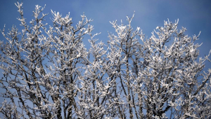 geada cobre os galhos de uma árvore durante um dia frio