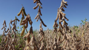Produtores rurais da Região Oeste do Paraná, começaram a colher a safra de soja plantada em outubro