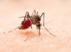 MOsquito da dengue