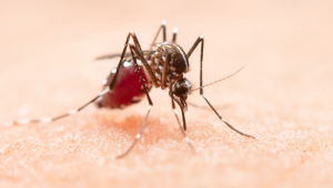 MOsquito da dengue