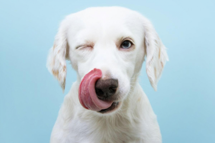 Saiba por que os animais de estimação não podem comer chocolate