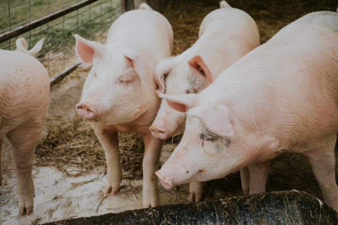 Porcos em uma fazenda