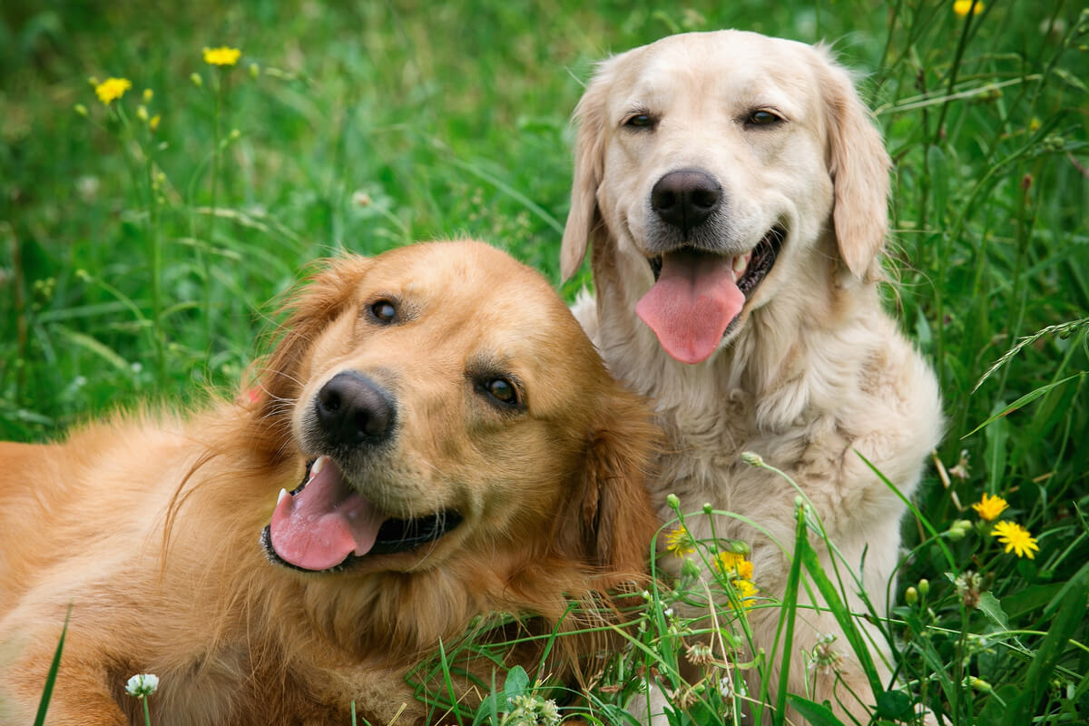 Compreender as particularidades dos pets é essencial assegurar os cuidados básicos com eles 