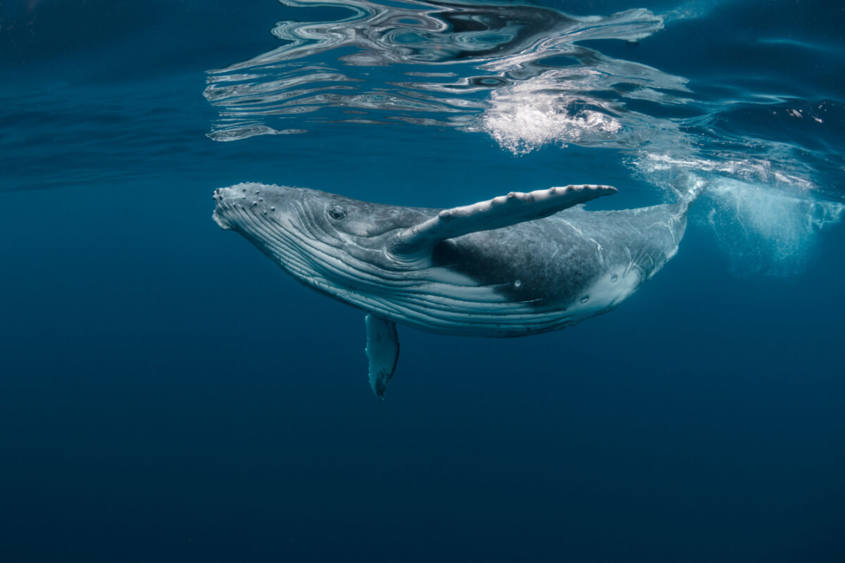 As baleias, gigantes dos oceanos, personificam a grandiosidade da natureza 