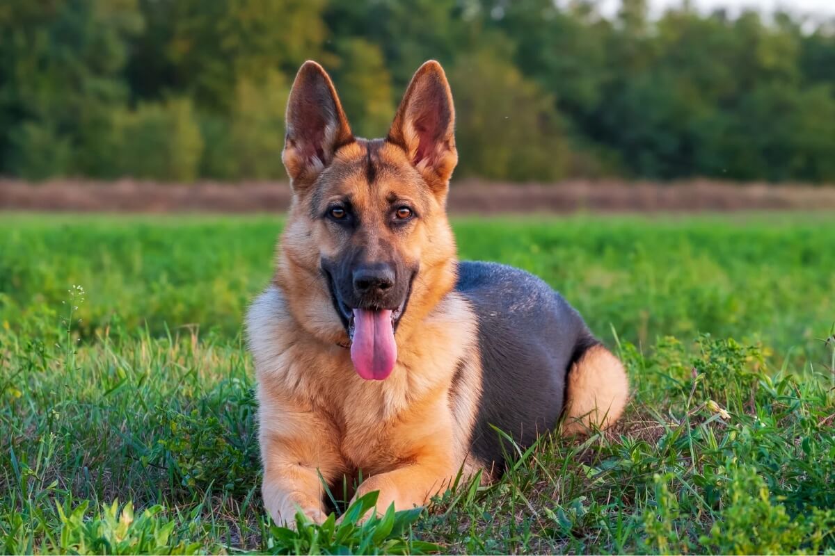 Cachorros da raça pastor alemão são excelentes companheiros 