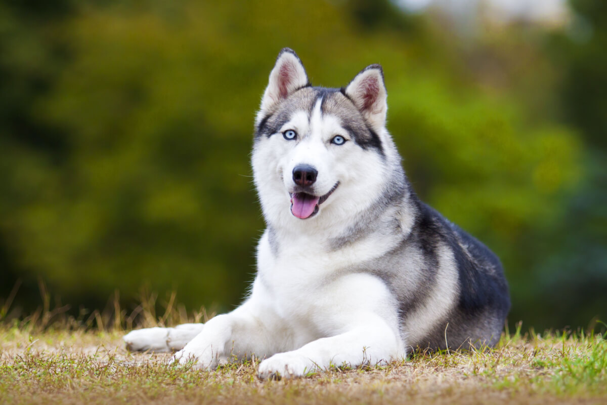 O husky tem resistência e adaptabilidade excepcionais a climas frios 