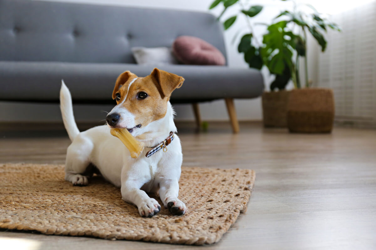 Transforme seu apartamento em um refúgio seguro e confortável para seu companheiro canino 