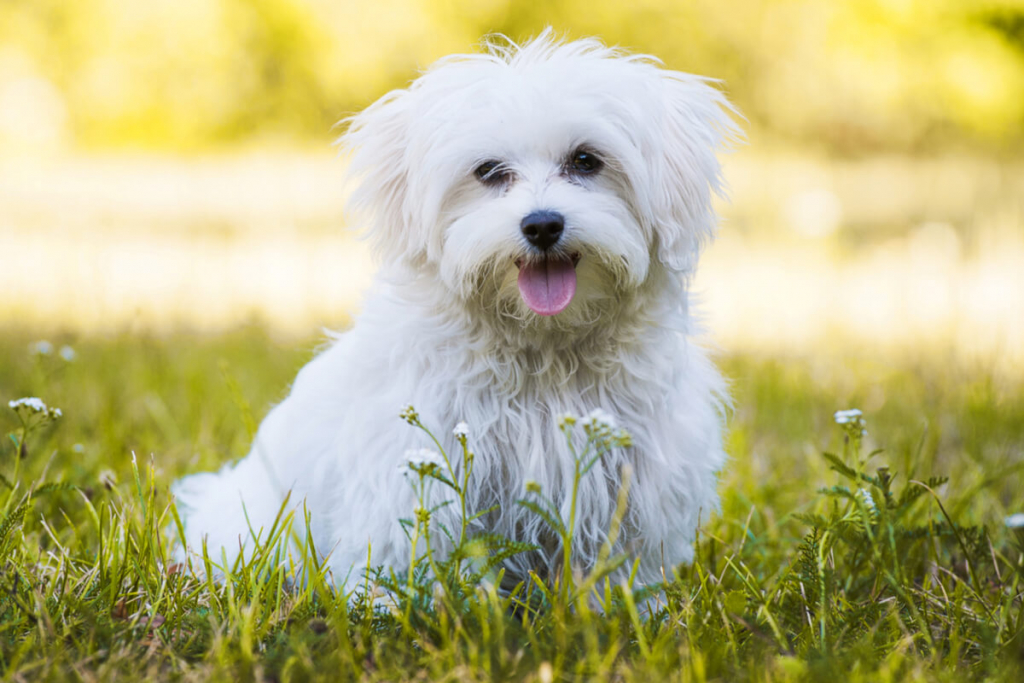 A primeira raça de cachorro brasileira – Fatos Desconhecidos