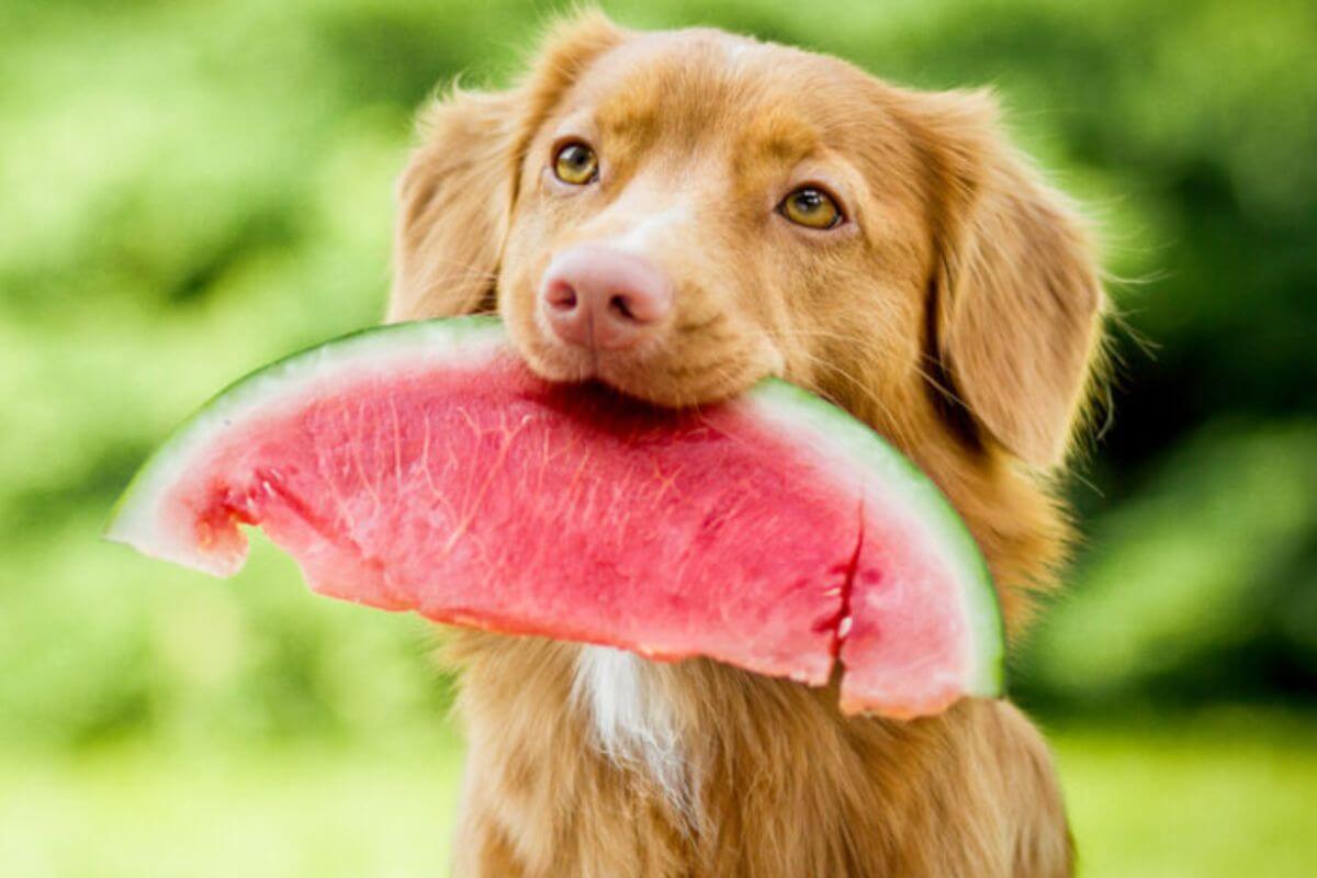 Alimentação natural é benéfica para a saúde do cachorro 