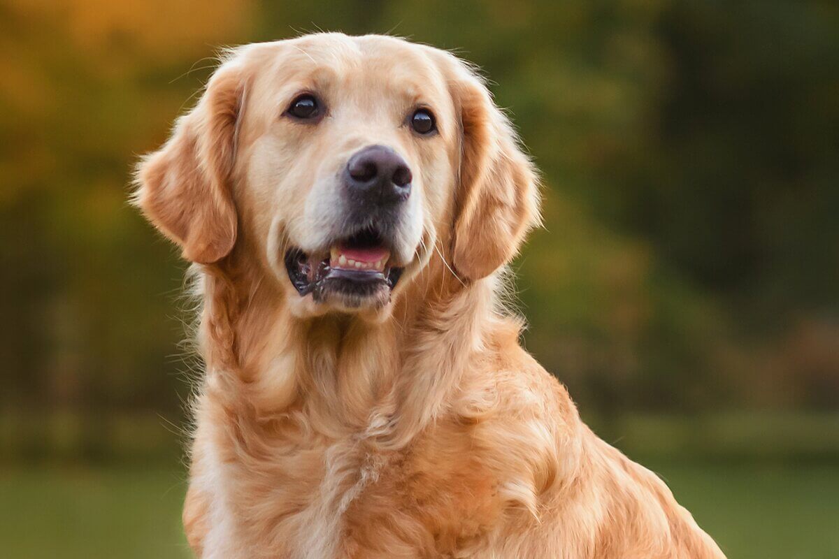 Golden retriever é uma das raças de cachorro mais famosas do mundo 