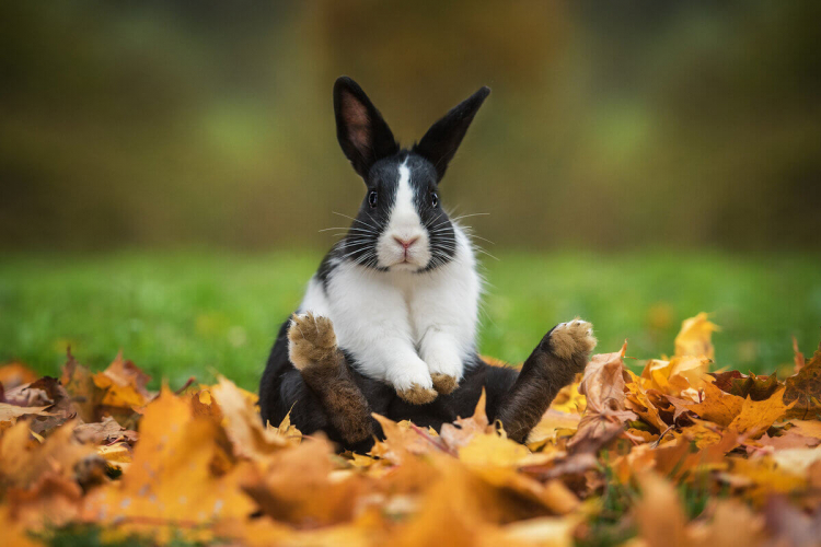 7 coisas que você precisa saber antes de adotar um coelho