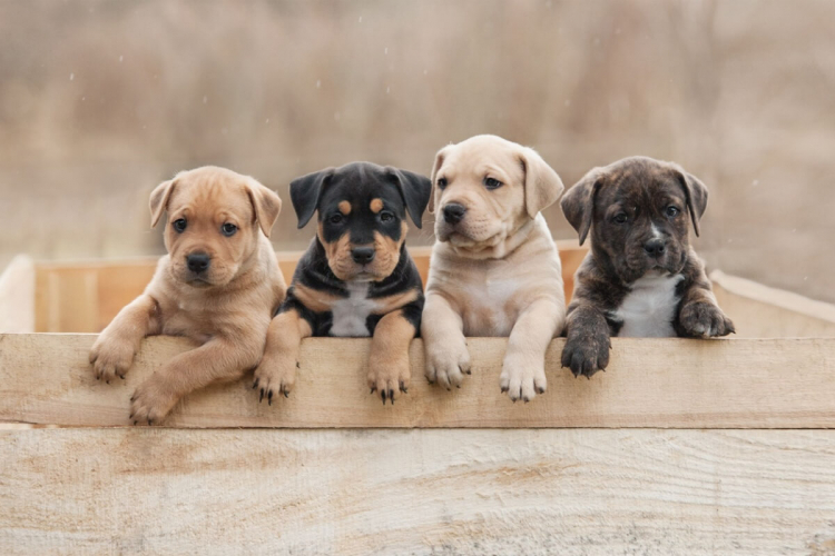 7 cuidados com o cachorro antes das primeiras vacinas 